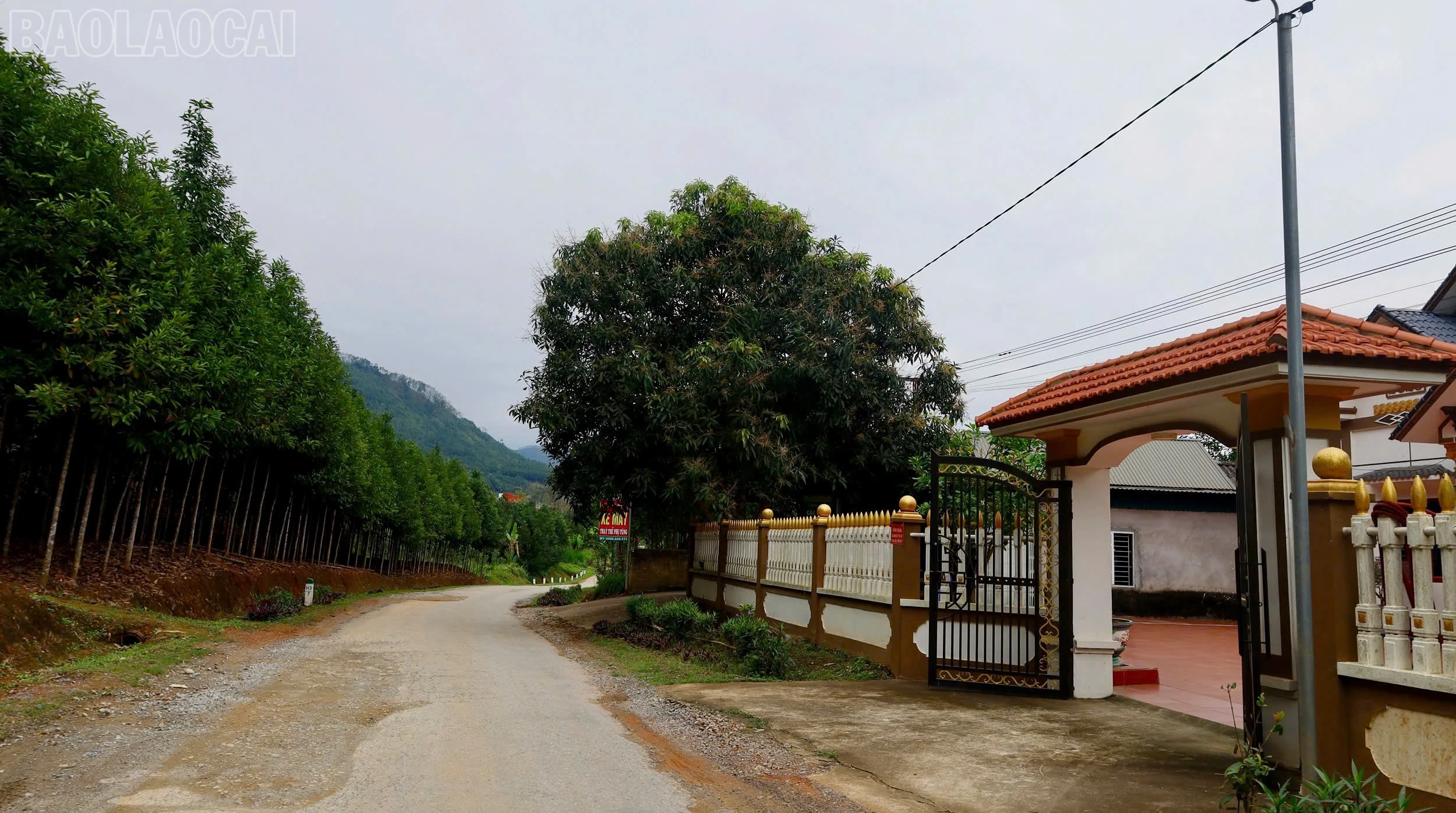 baolaocai-tl_z7363814023690-2f0a5fb9b40b6279867189a300020cac.jpg