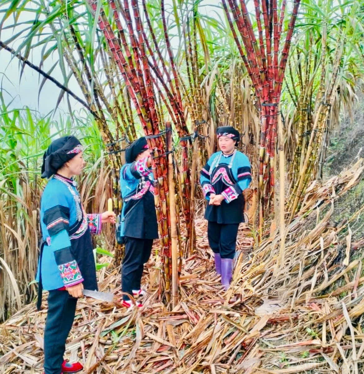 Ở Thanh Bình, mía xương gà được đồng bào Bố Y, Mông, Nùng trồng chủ yếu tại các thôn Lao Hầu, Sín Chải. baolaocai-br_z6256694324557-02fbf6221d8416d10fb9c81774c3a4cf.jpg