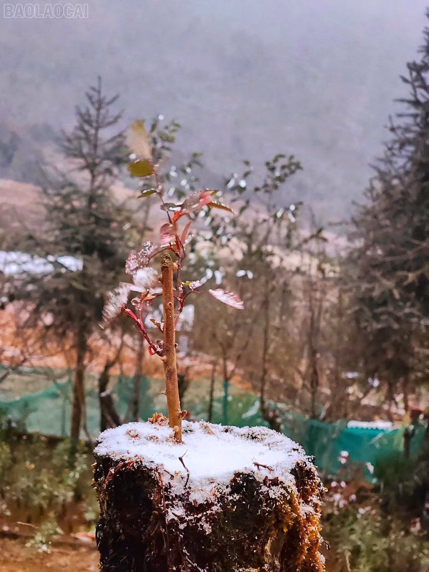 baolaocai-tl_z6267035466768-033be6a993d99645fe9f718b0c7f0707.jpg