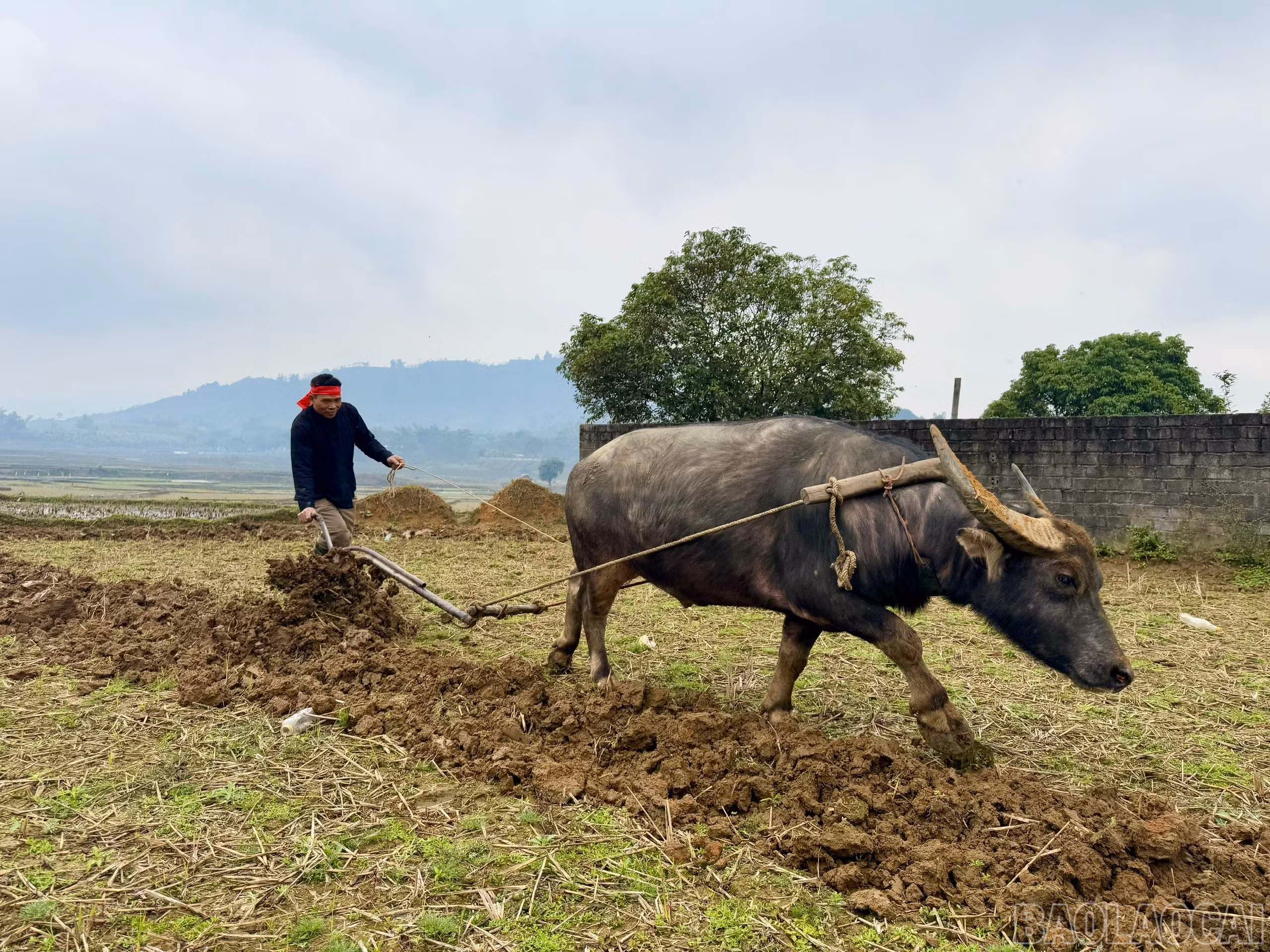 Nghi lễ cày ruộng cầu cho mùa màng tốt tươi.