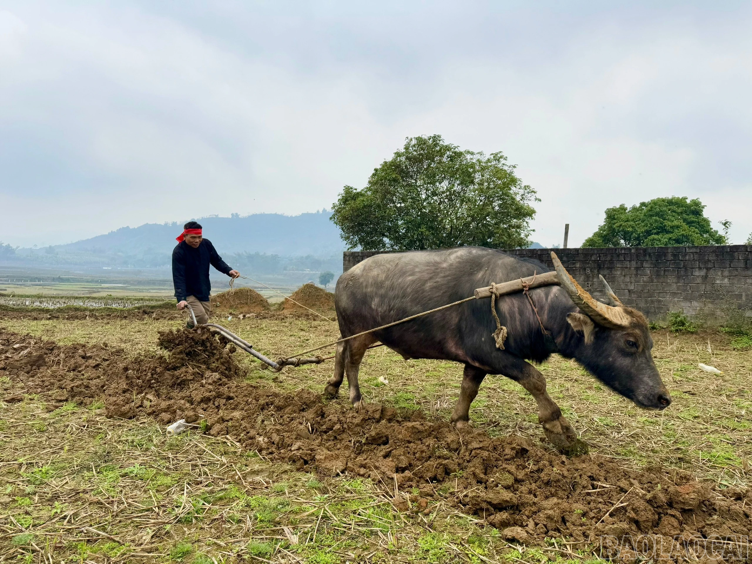 Nghi lễ cày ruộng cầu cho mùa màng tốt tươi.