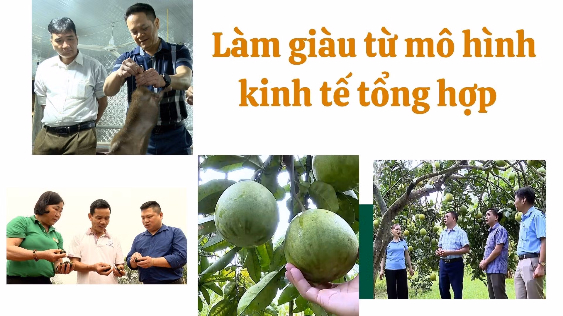 Làm giàu từ mô hình kinh tế tổng hợp ở Lương Thịnh