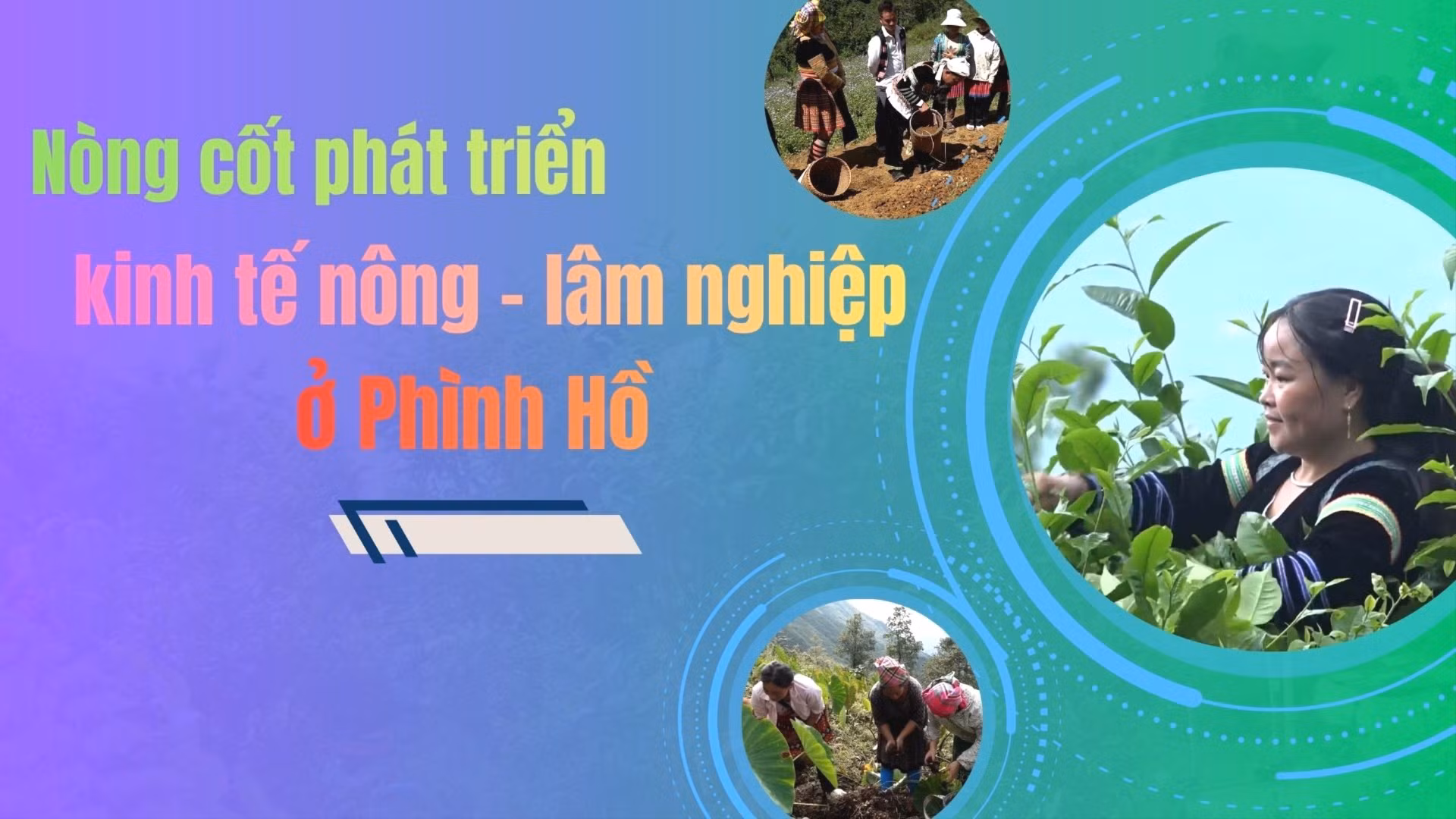 Nòng cốt phát triển kinh tế nông - lâm nghiệp ở Phình Hồ