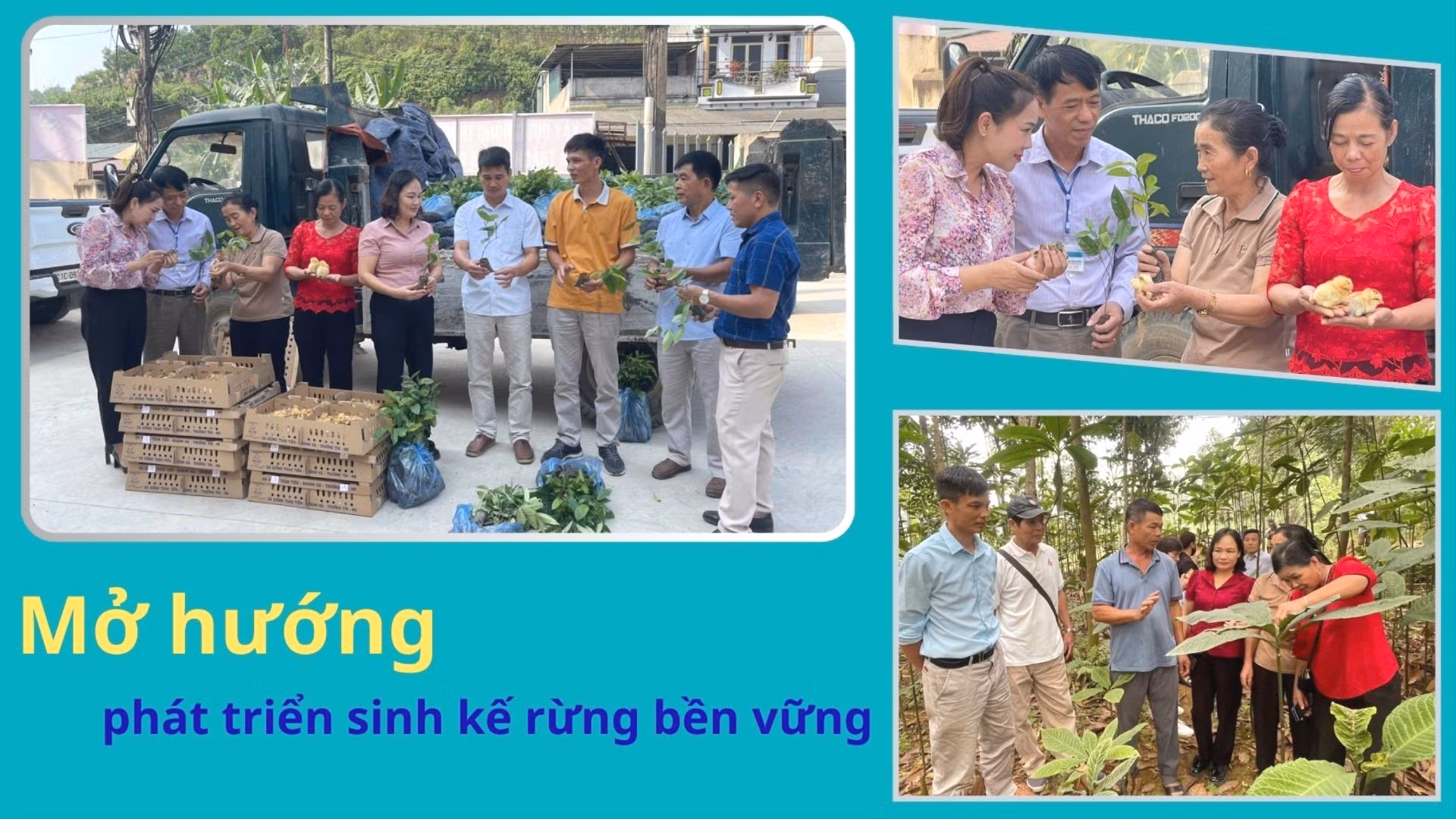 Mở hướng phát triển sinh kế rừng bền vững
