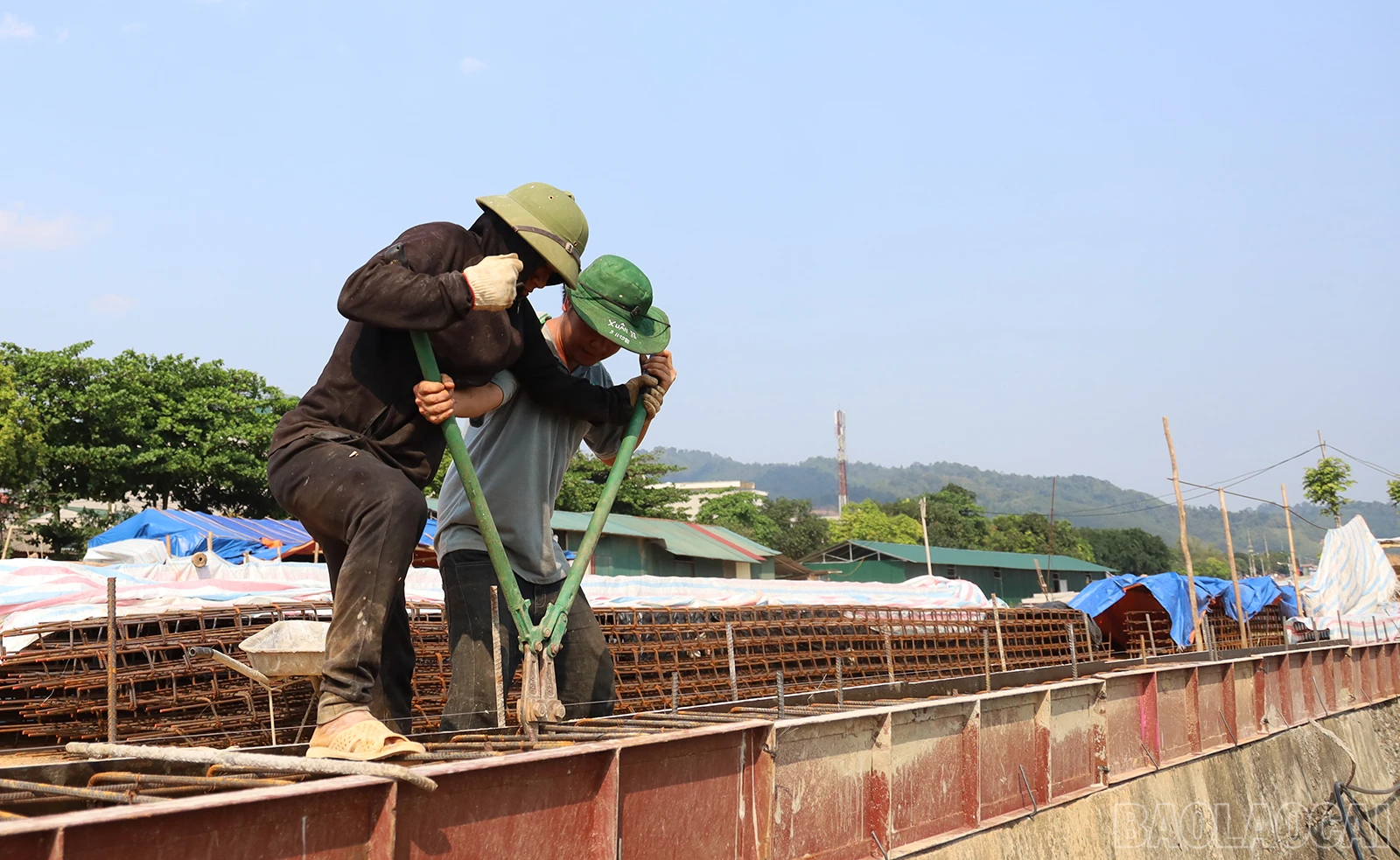 baolaocai_sh (5).JPG