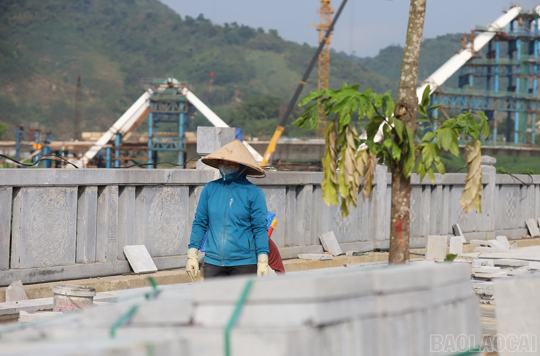 baolaocai_sh (8).JPG