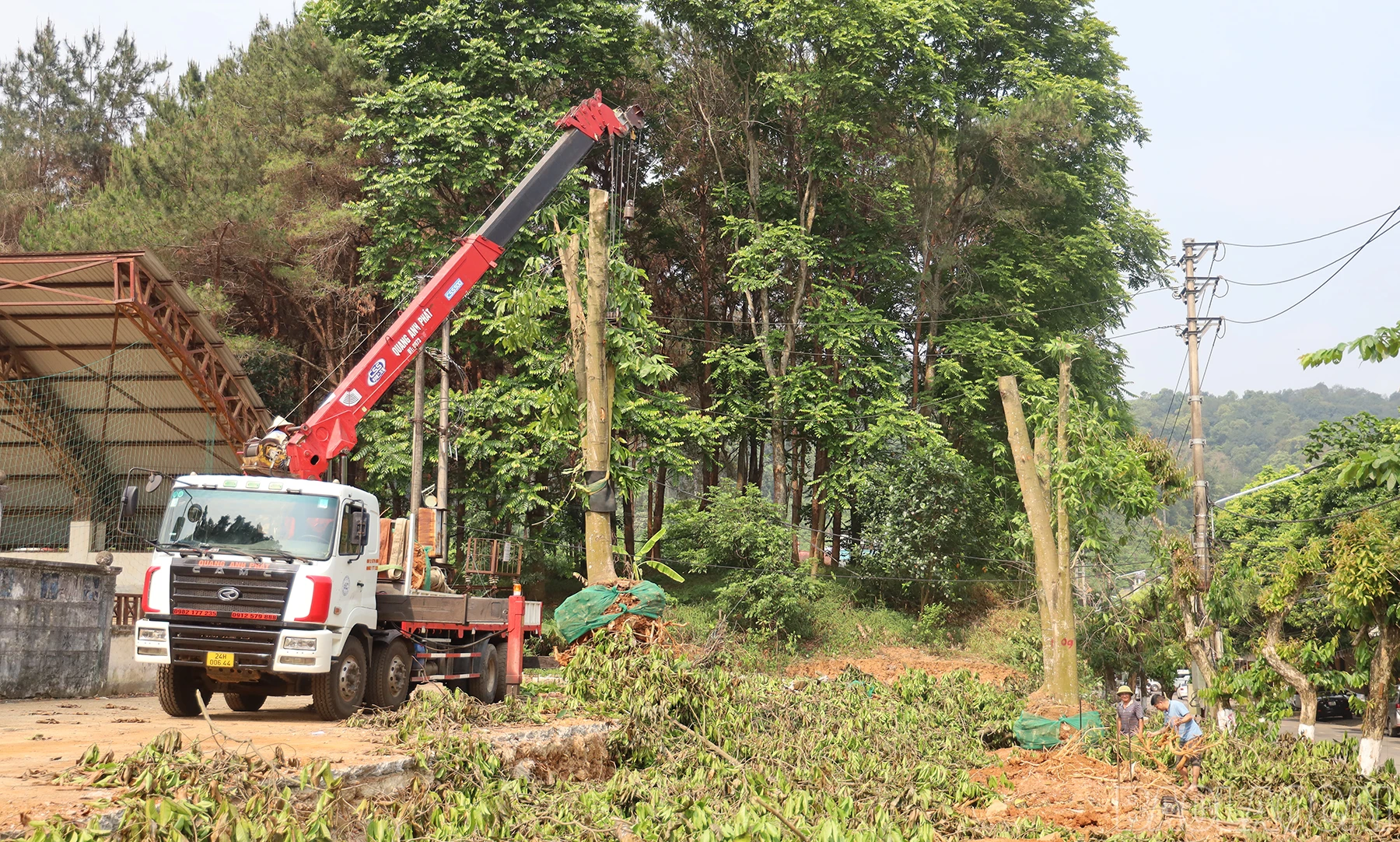 baolaocai_sh (3).JPG