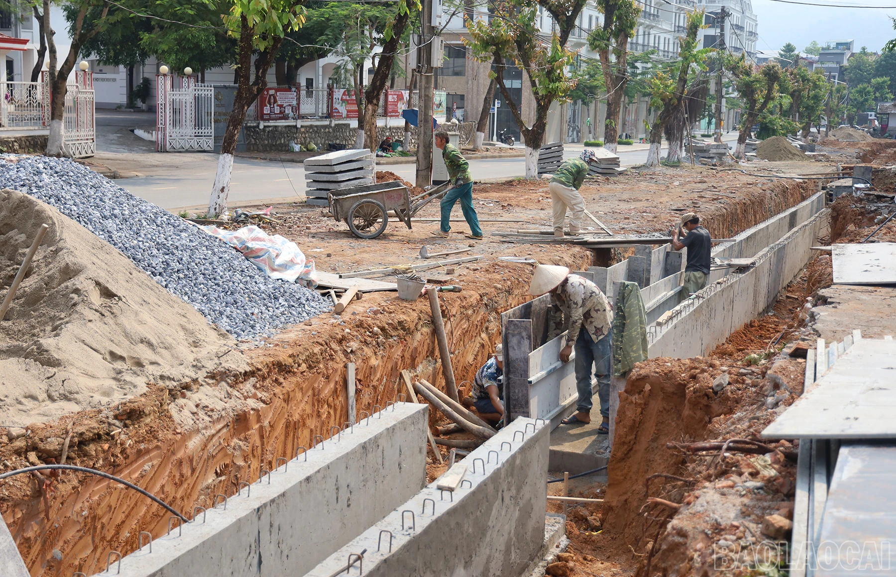 baolaocai_sh (2).JPG