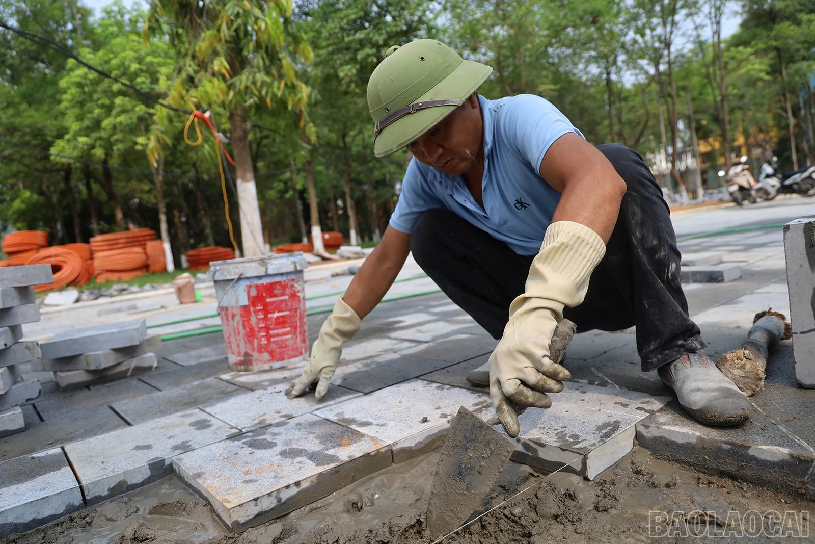 baolaocai_sh (4).JPG