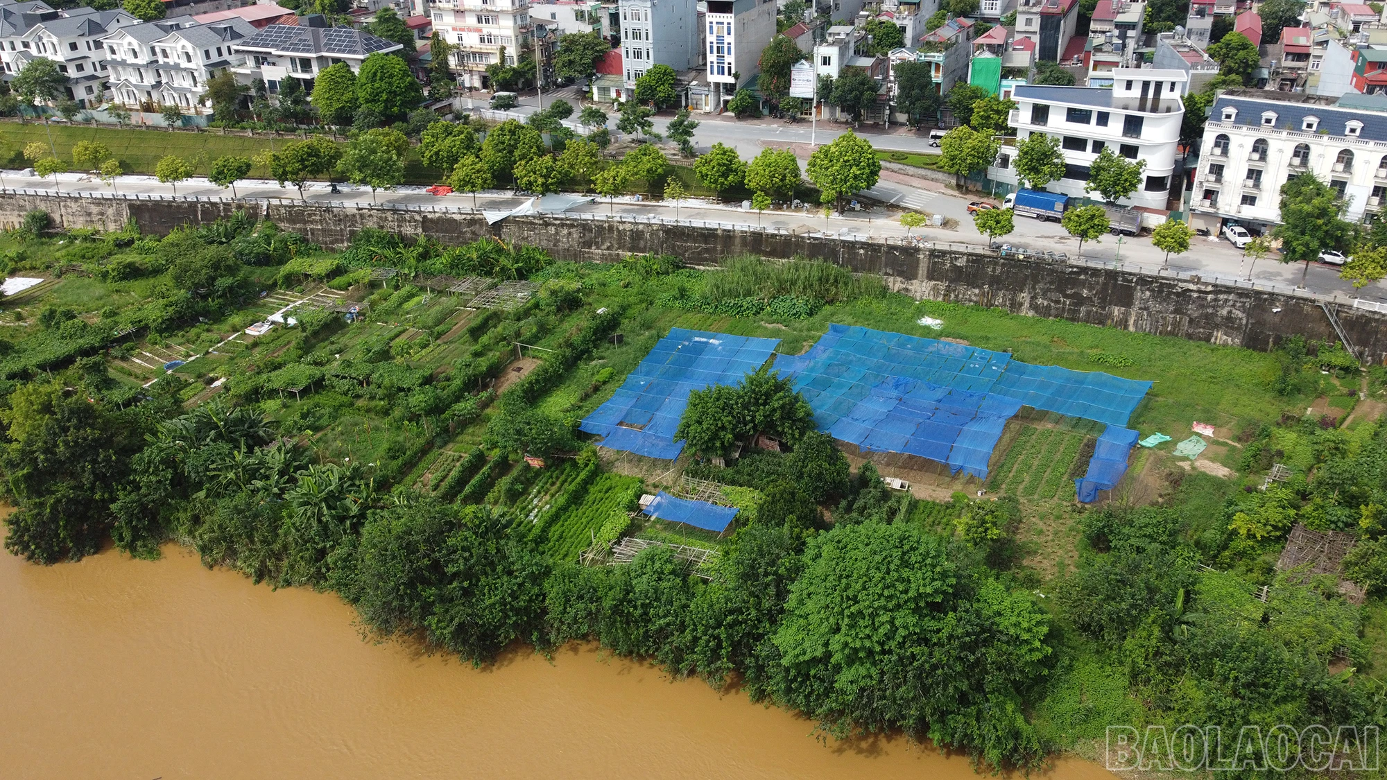 baolaocai_bb (2).JPG