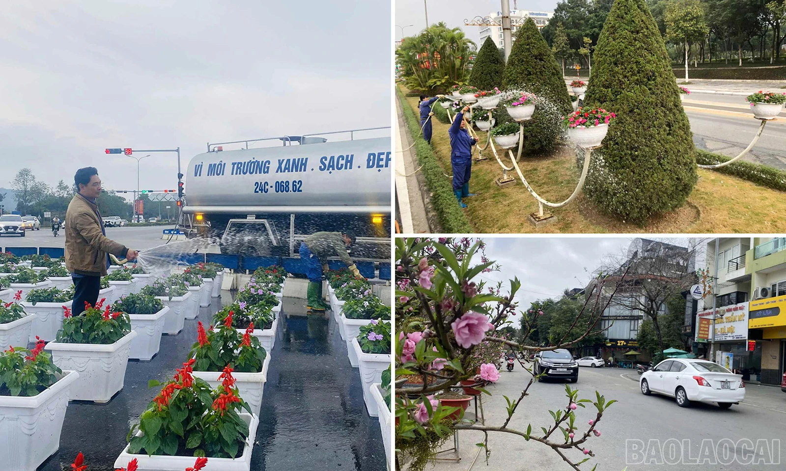 baolaocai_ccdt (3).jpg