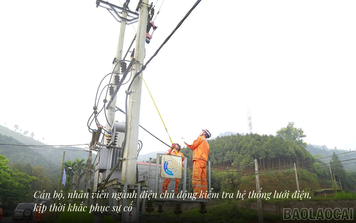 baolaocai_dl (3).jpg