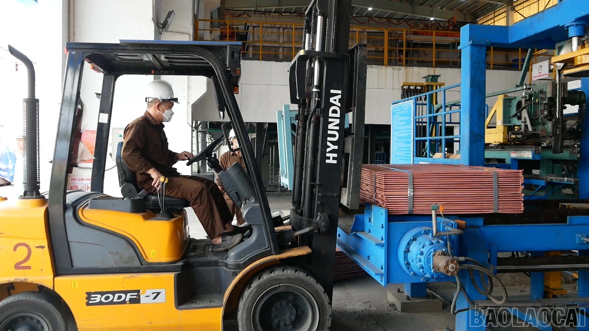 Baolaocai_sx (2).jpg