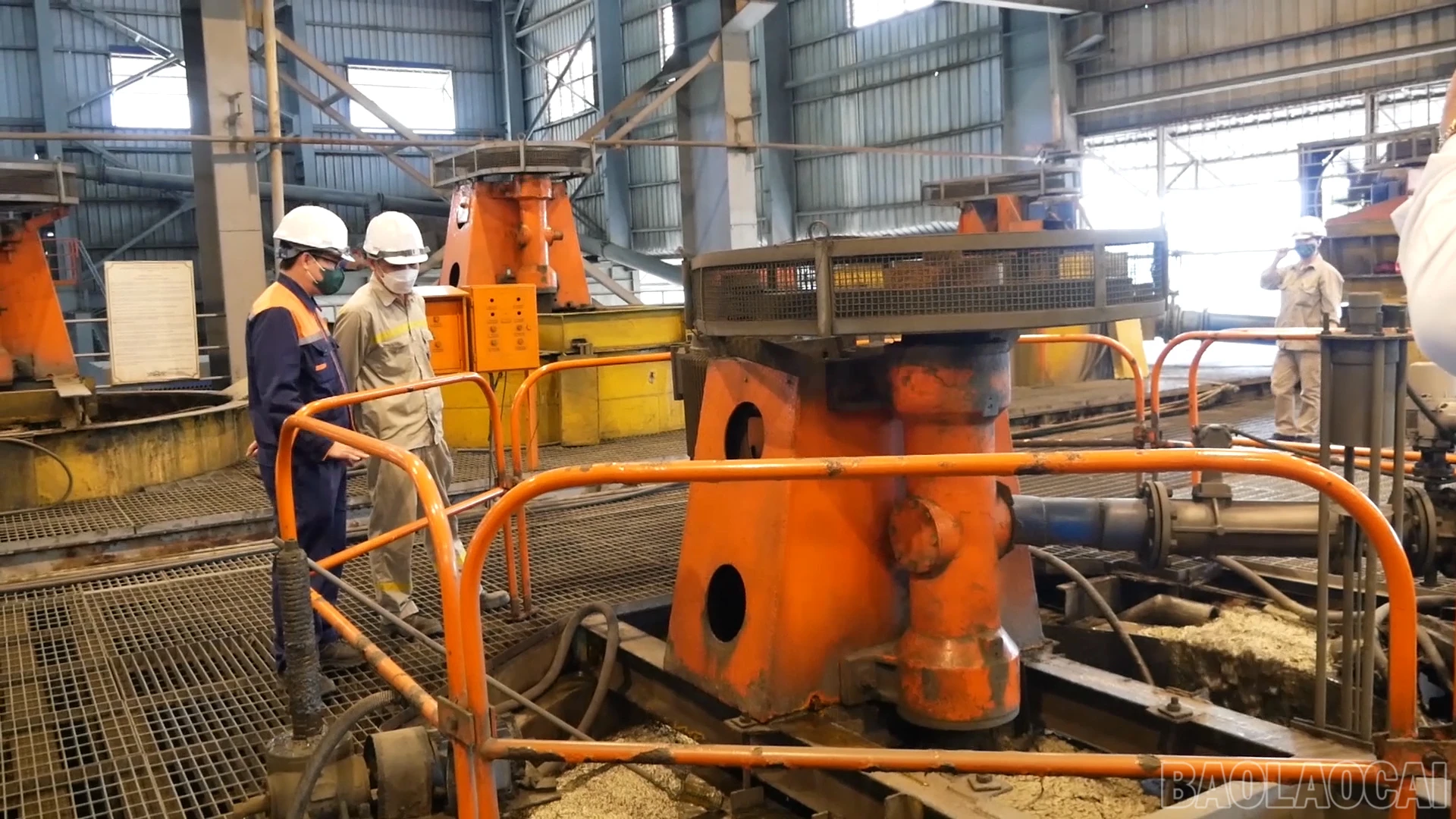 Baolaocai_sx (3).jpg