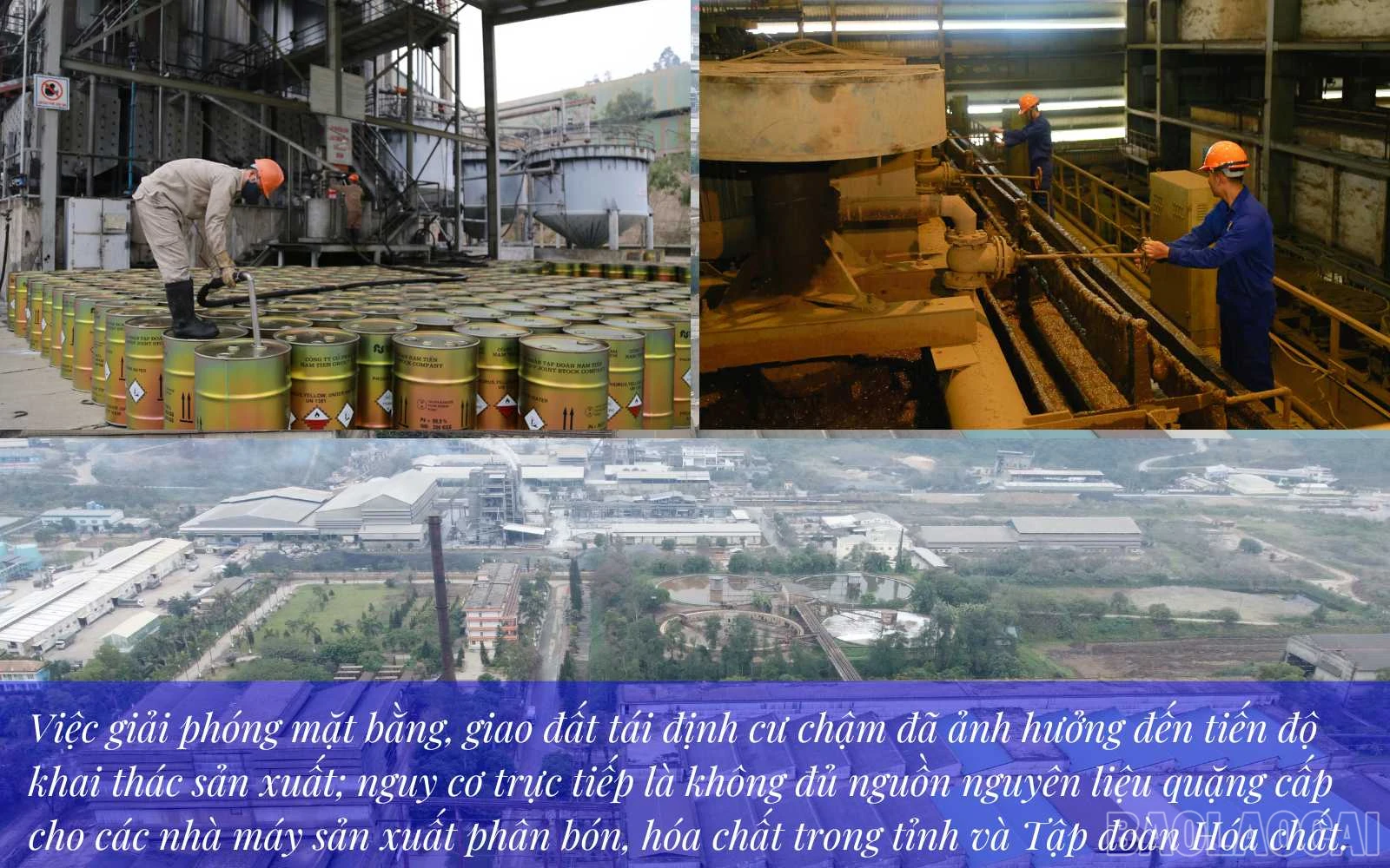 baolaocai_ap (4).jpg