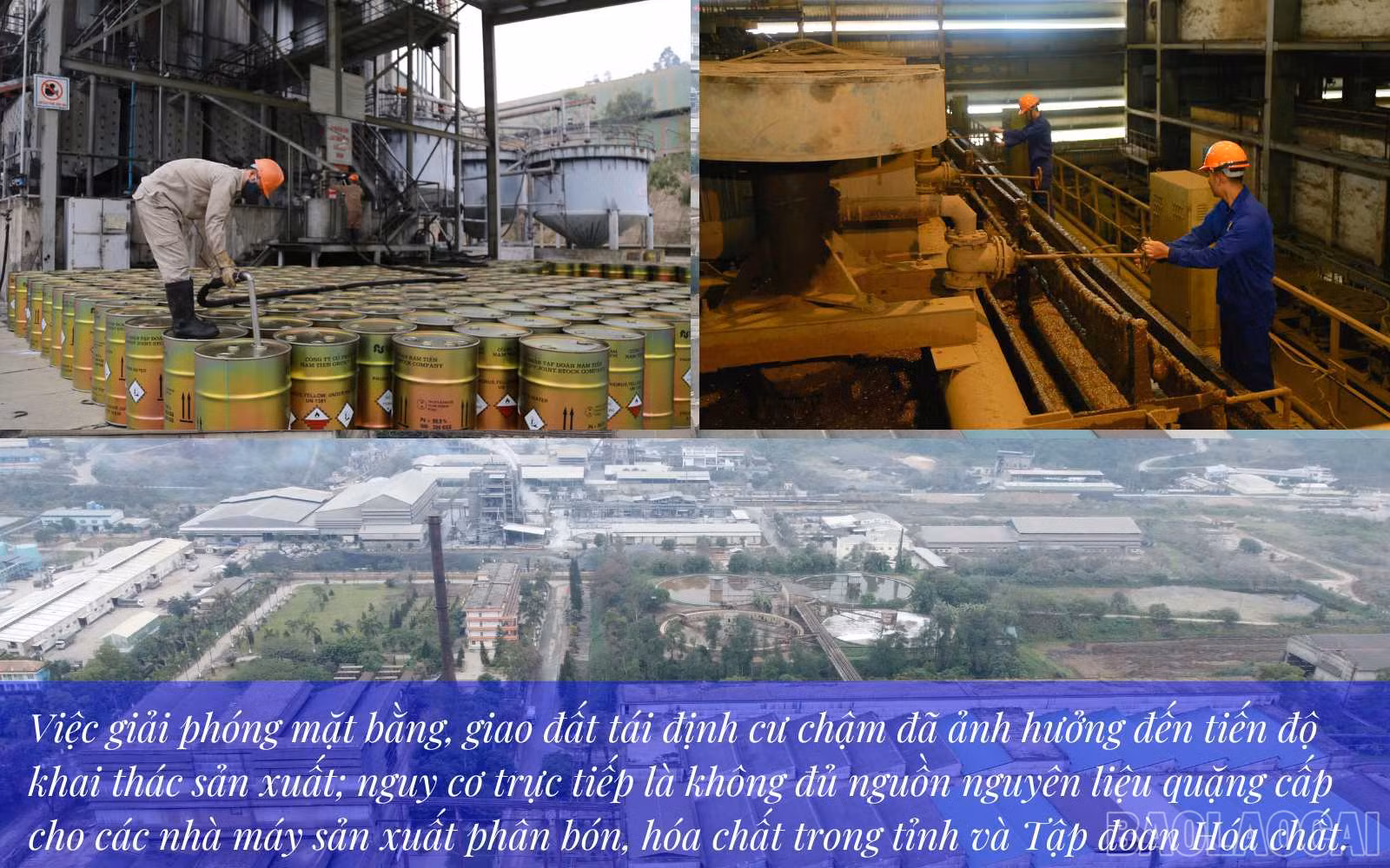 baolaocai_ap (4).jpg