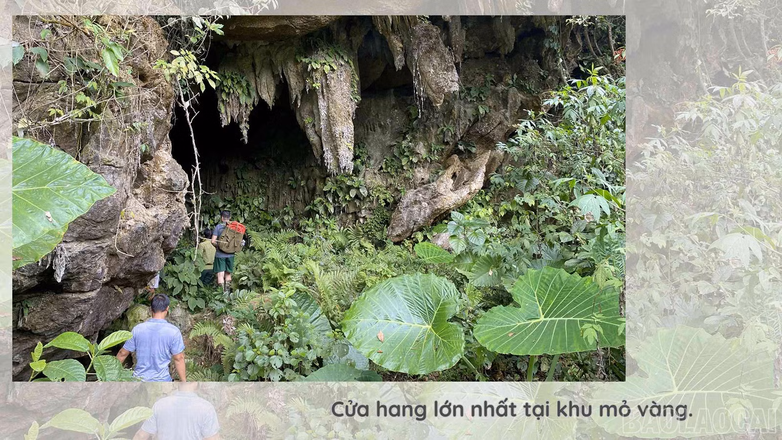 baolaocai_vy (5).jpg