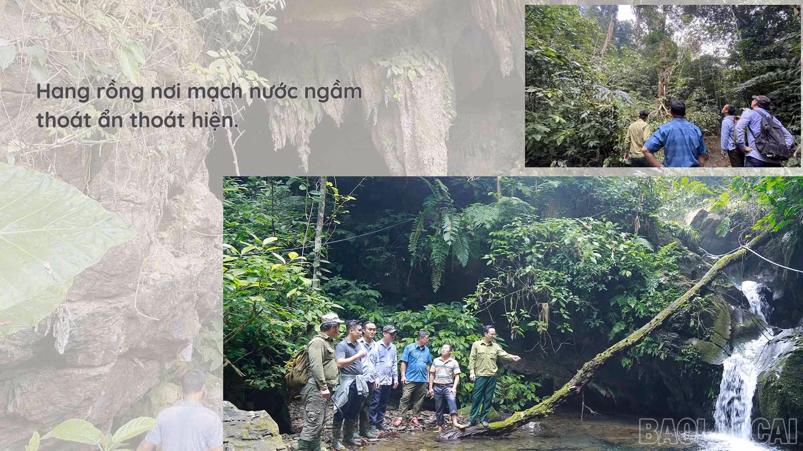 baolaocai_vy (3).jpg