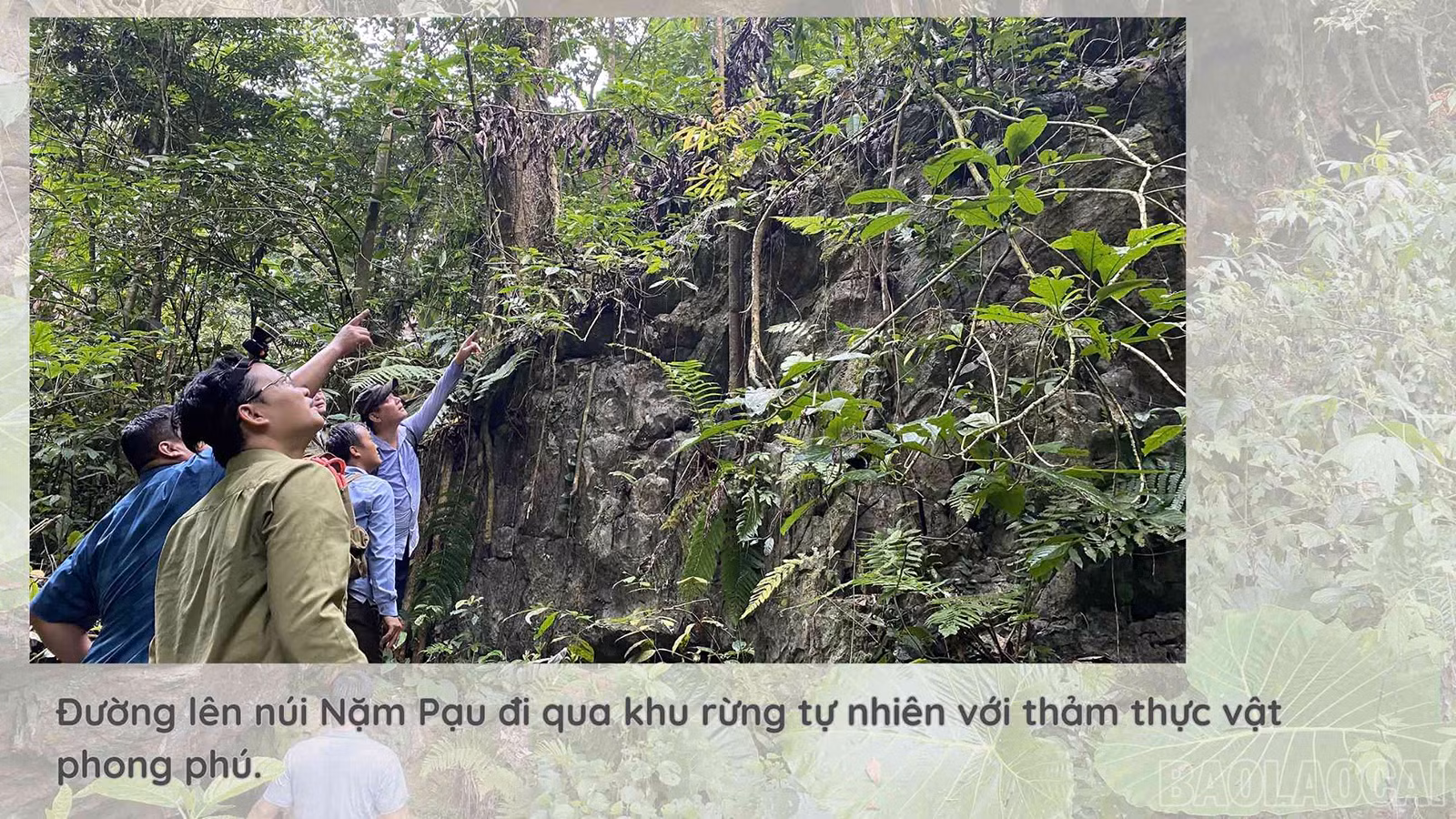 baolaocai_vy (2).jpg