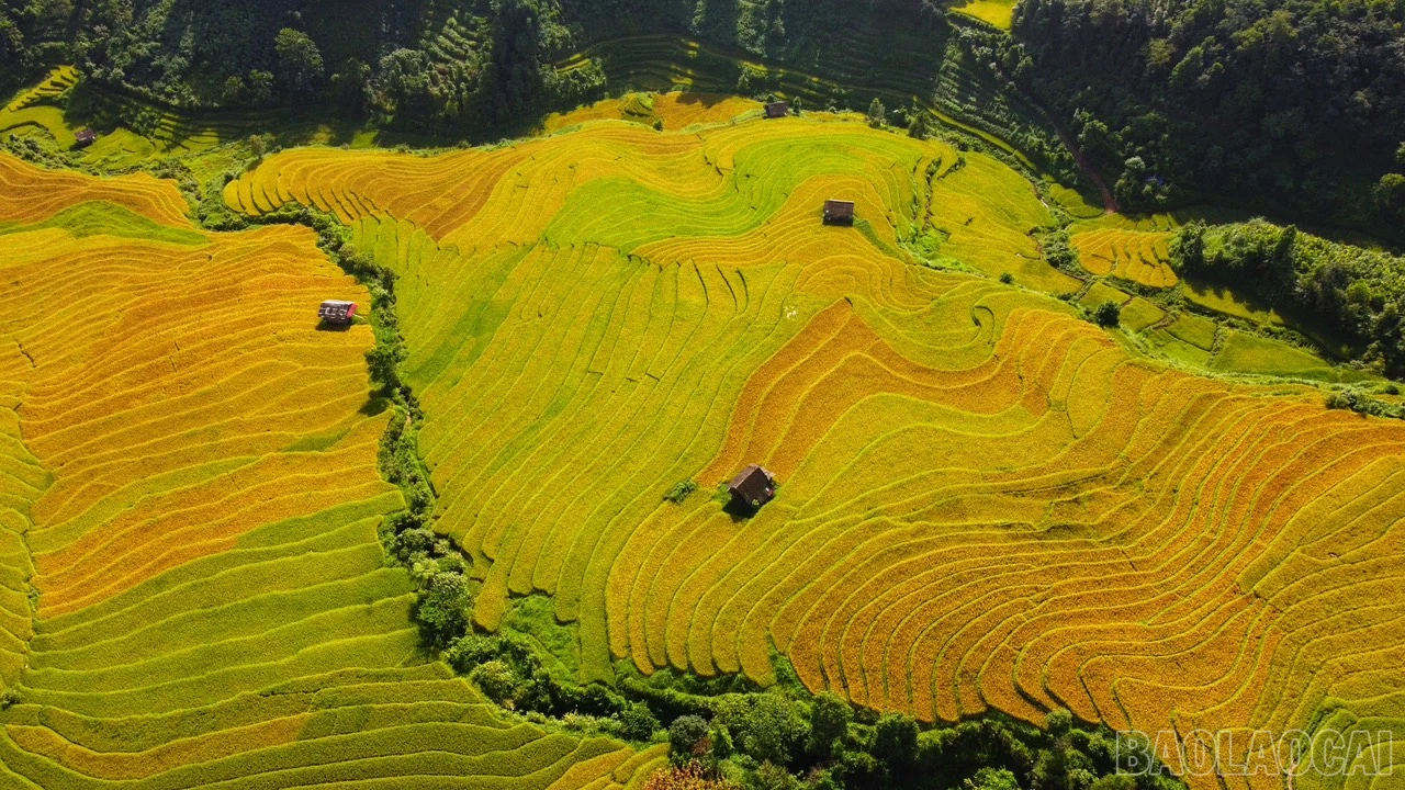 baolaocai_namcang (9).jpg