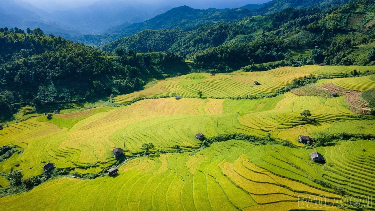 baolaocai_namcang (6).jpg