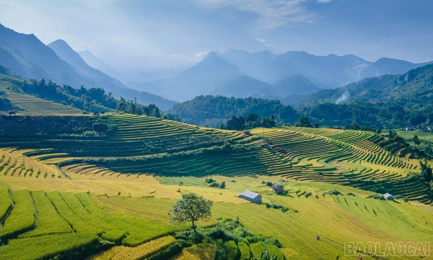 baolaocai_namcang (8).jpg