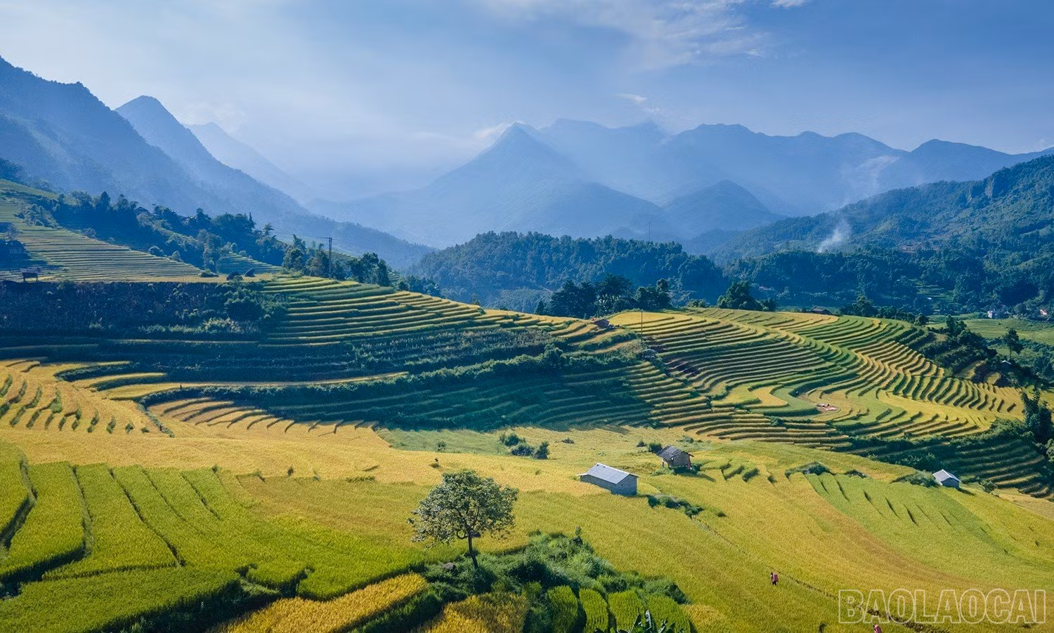 baolaocai_namcang (8).jpg