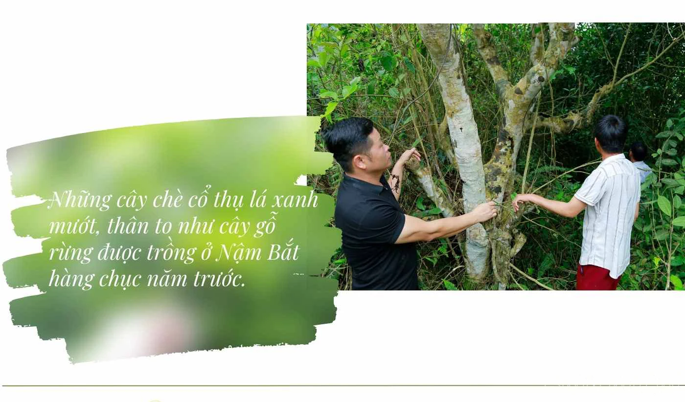 baolaocai_che (2).jpg