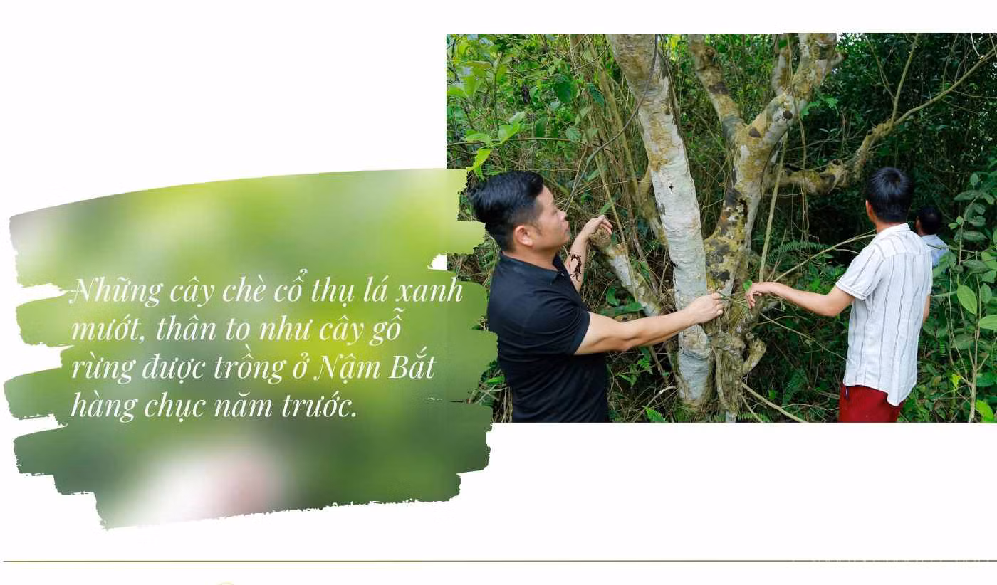 baolaocai_che (2).jpg