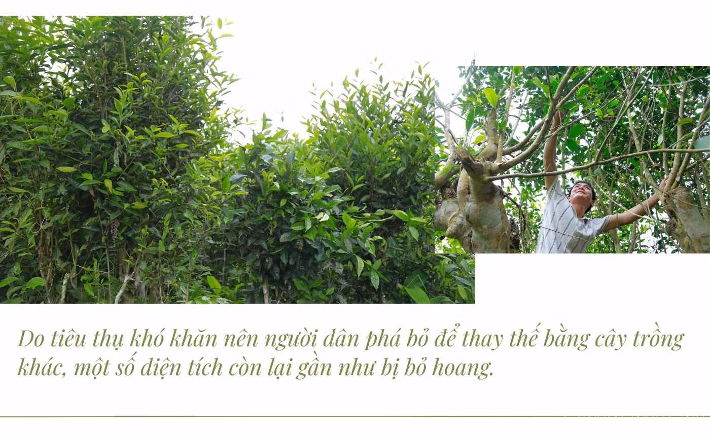 baolaocai_che (3).jpg