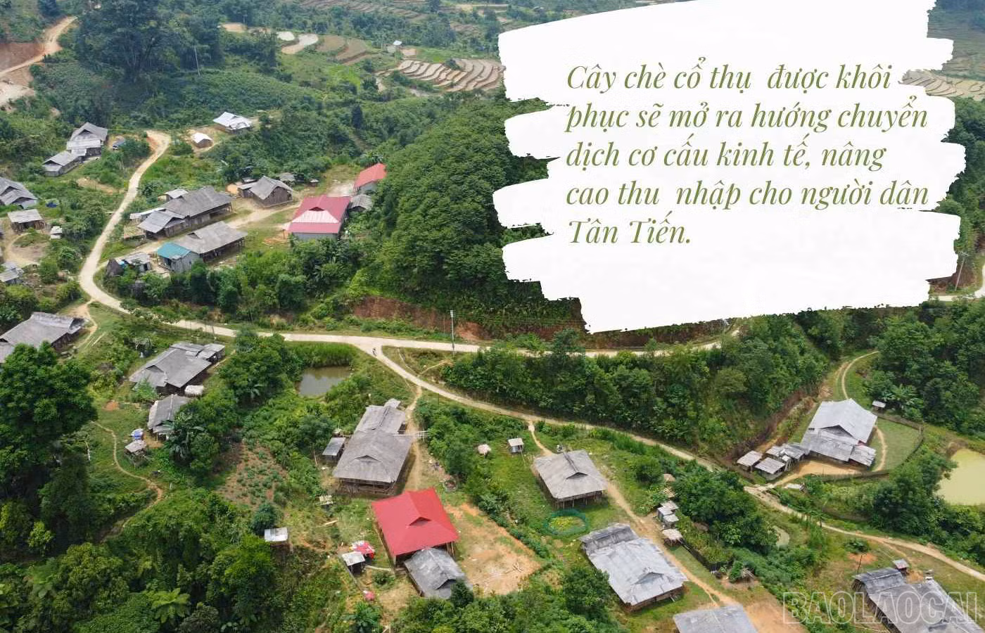 baolaocai_che (5).jpg