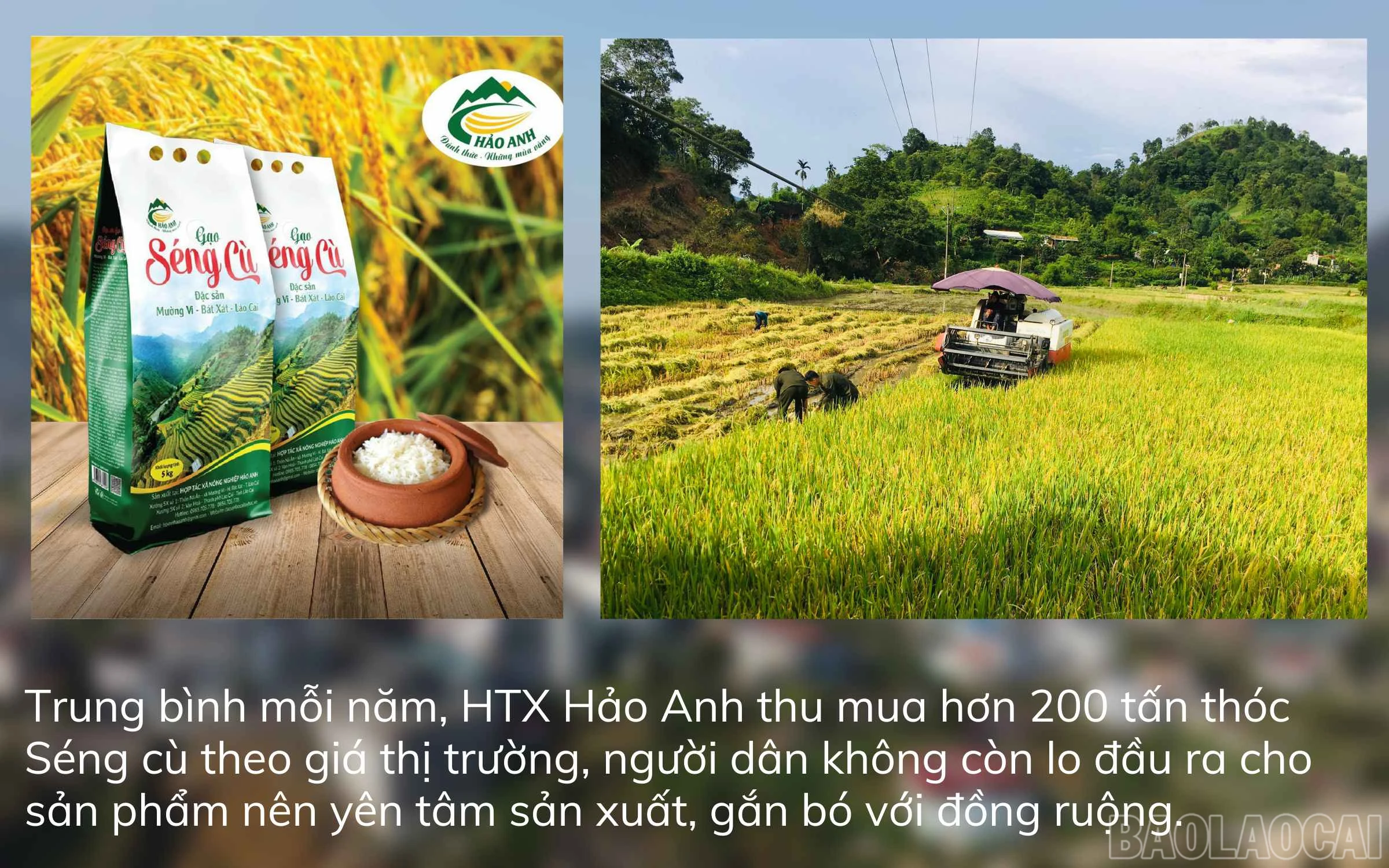 baolaocai_htx1 (3).jpg