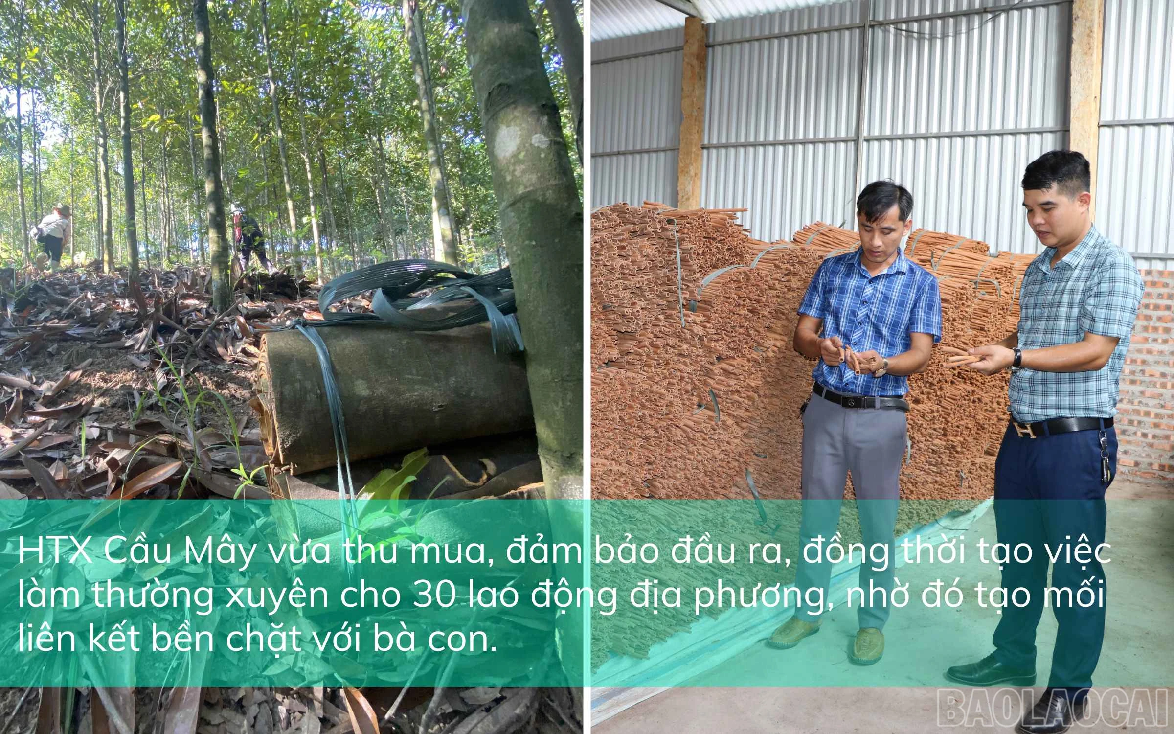 baolaocai_htx1 (2).jpg