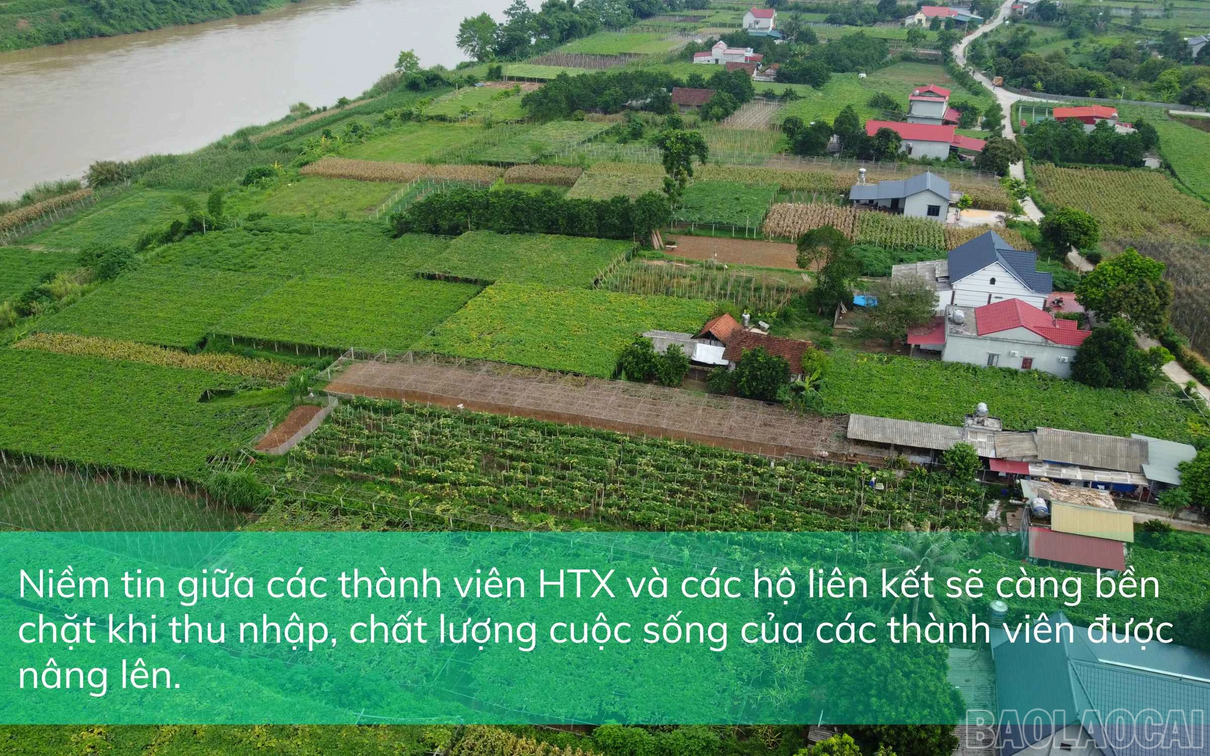 baolaocai_htx1 (5).jpg