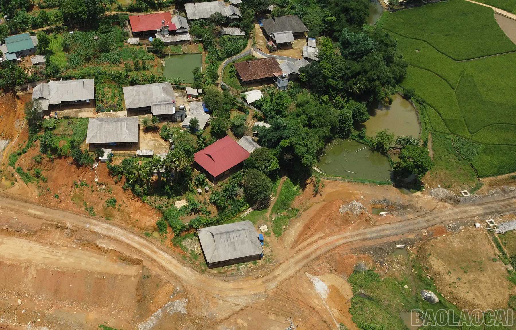 baolaocai_tdc (1).JPG