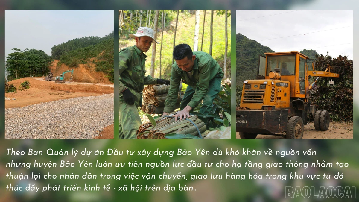 baolaocai_dvensong (5).jpg