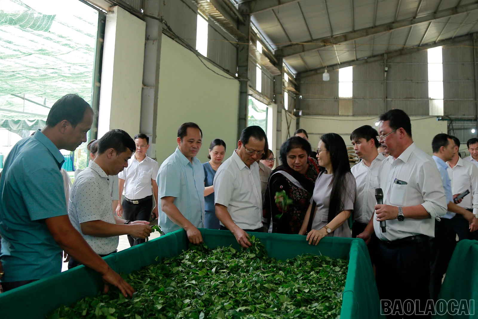 baolaocai_tq (2).JPG