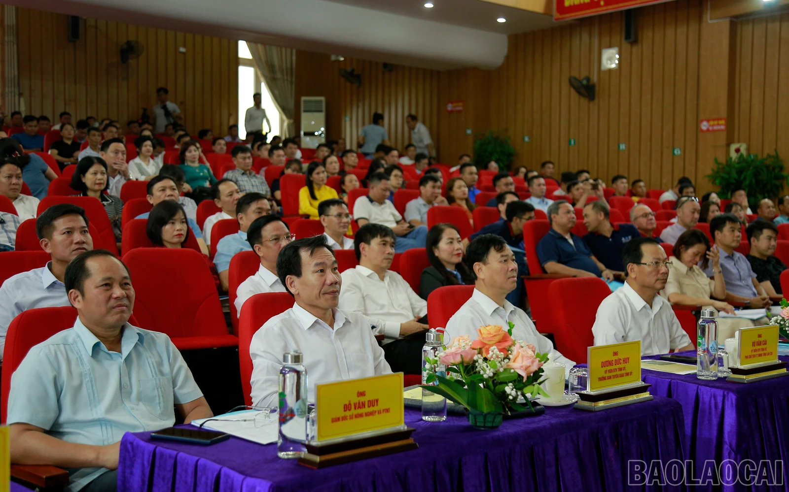 baolaocai_que (2).JPG