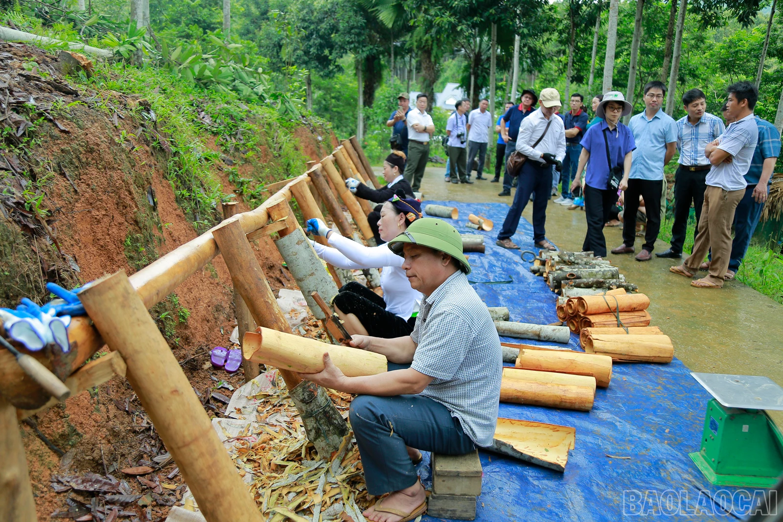 baolaocai_tq (4).JPG