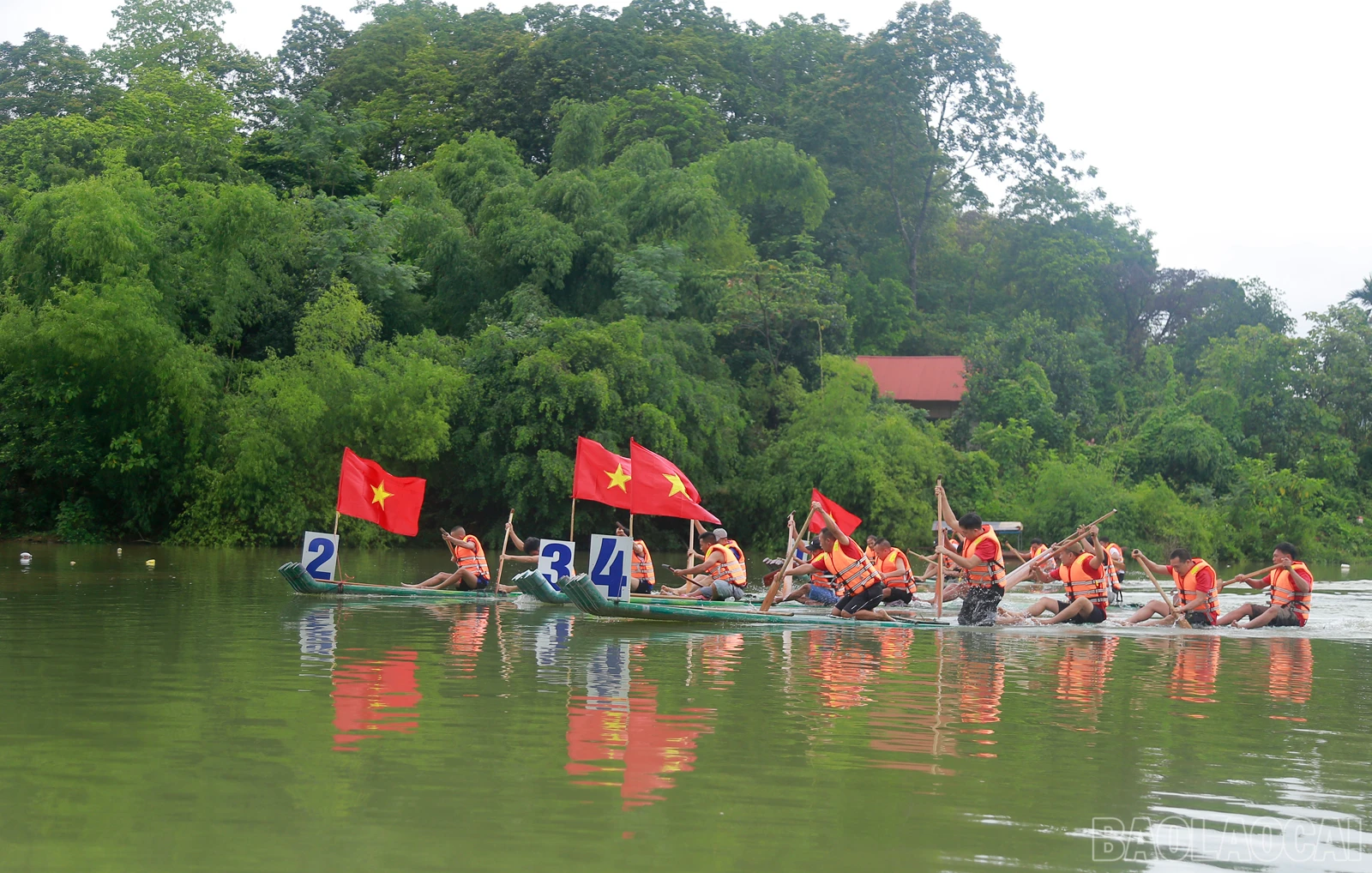 baolaocai_duamang (2).JPG