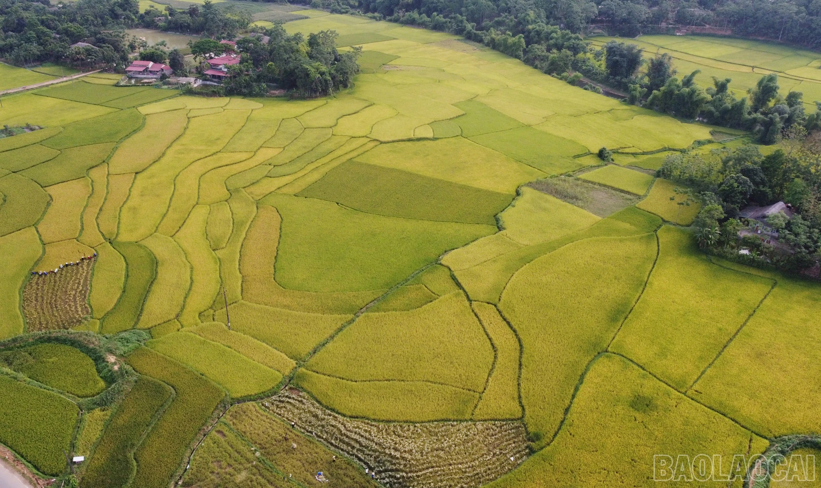 baolaocai_tranphorang (2).JPG