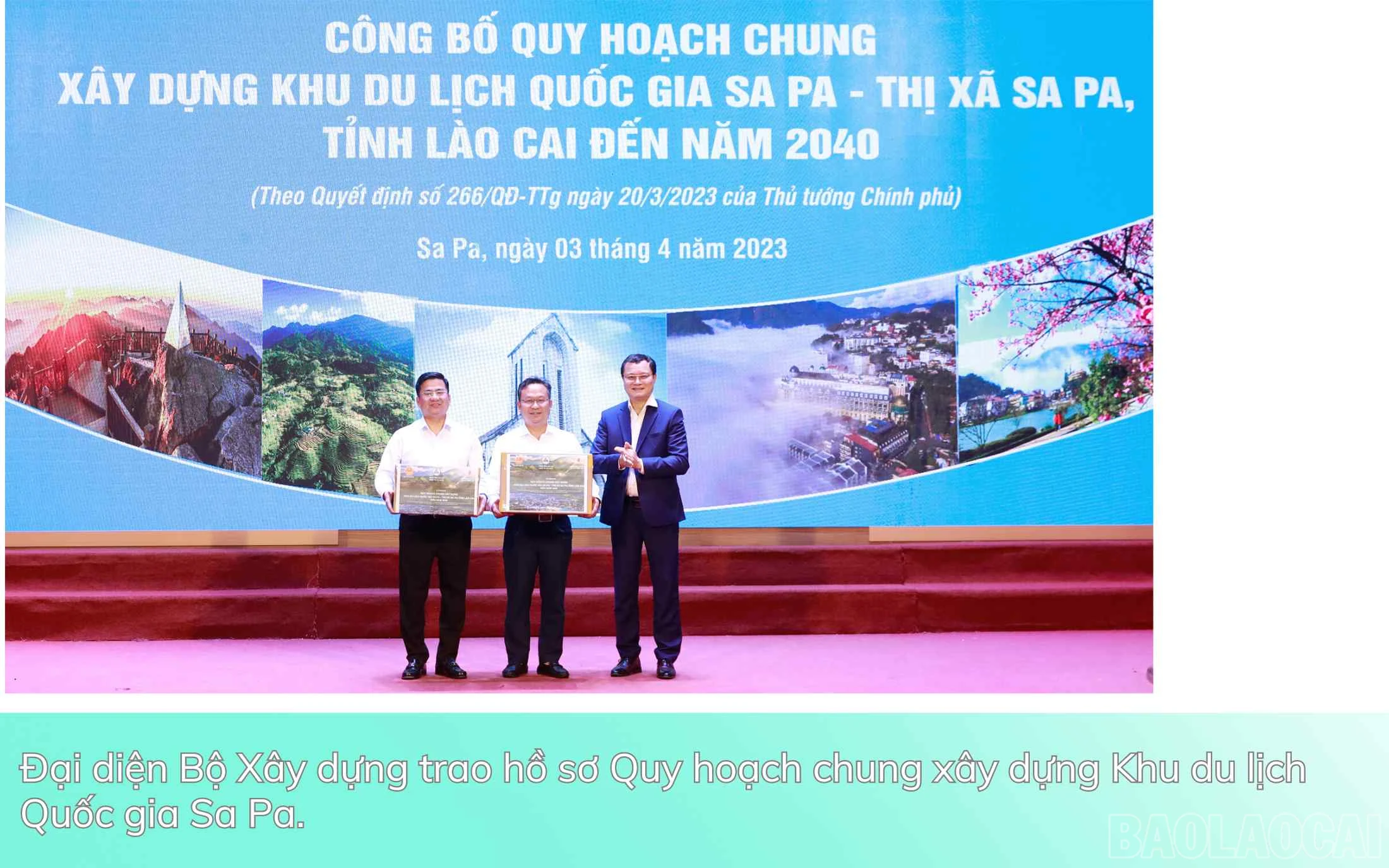 baolaocai_qh (5).jpg