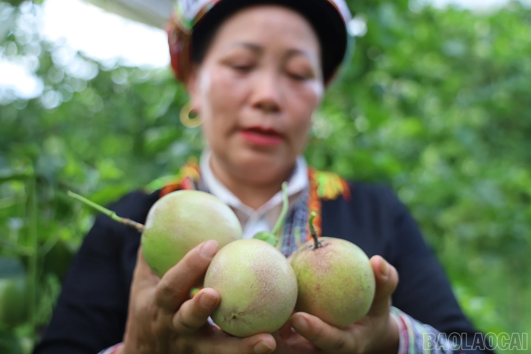 baolaocai_cl (7).JPG