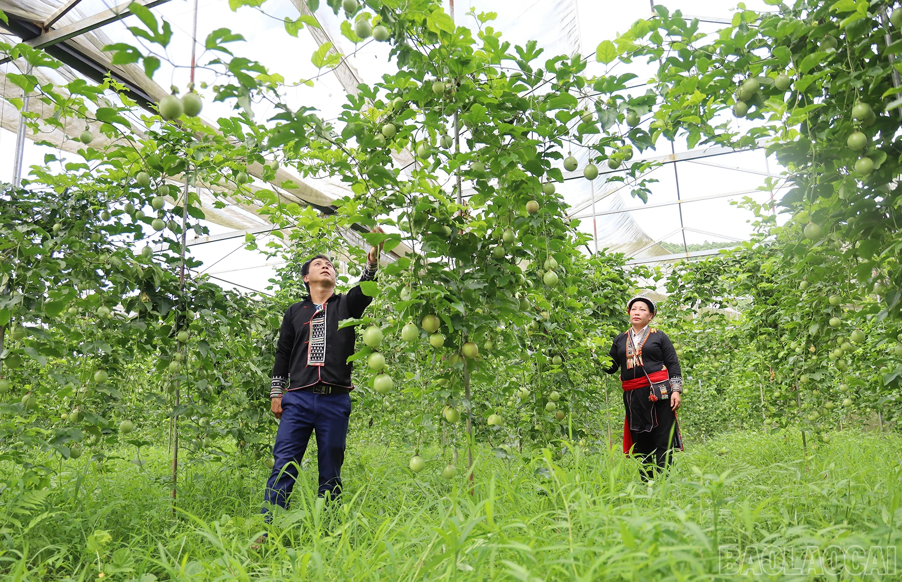 baolaocai_cl (4).JPG