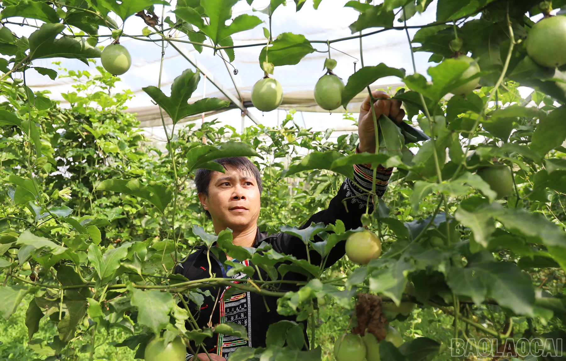 baolaocai_cl (10).JPG