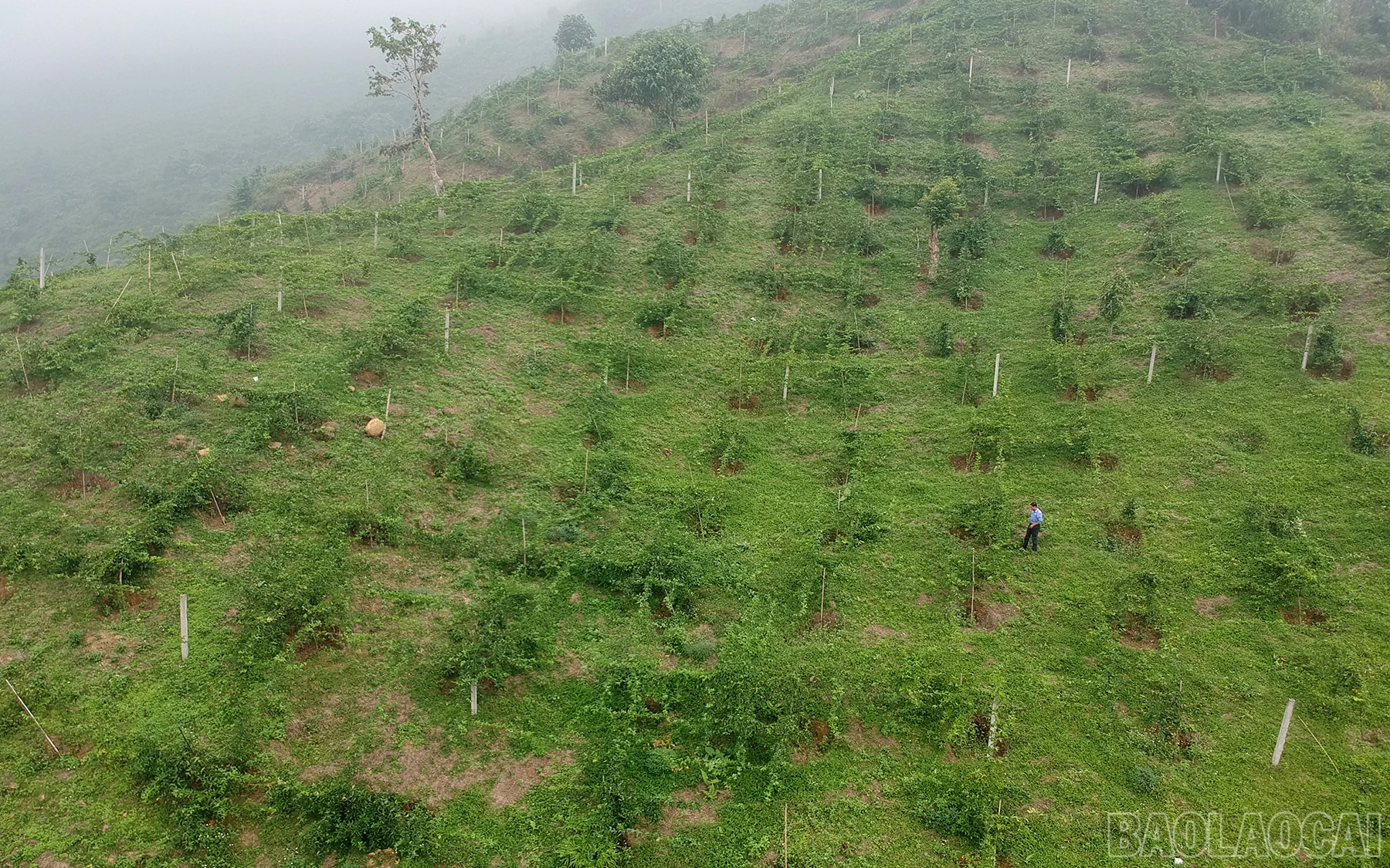 baolaocai_cl (1).JPG