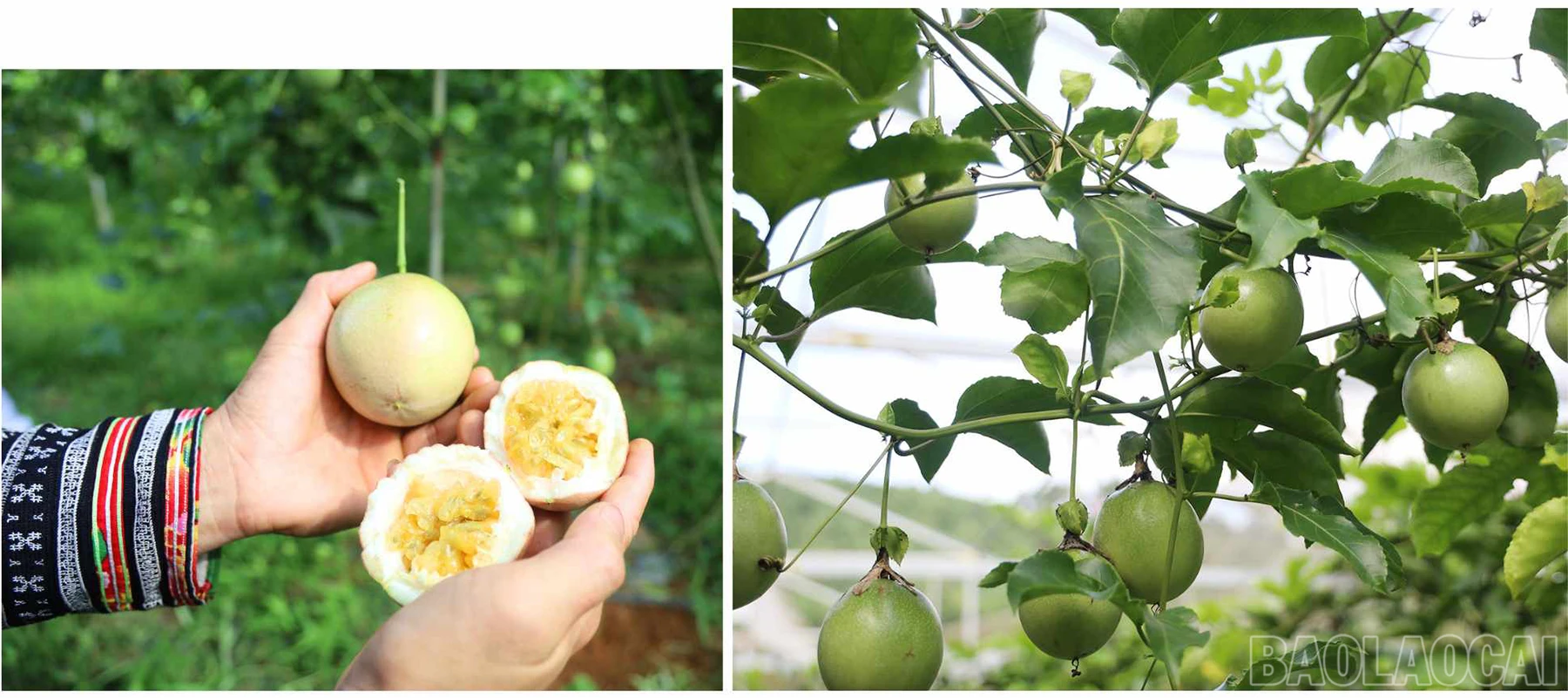 baolaocai_ccl (1).jpg