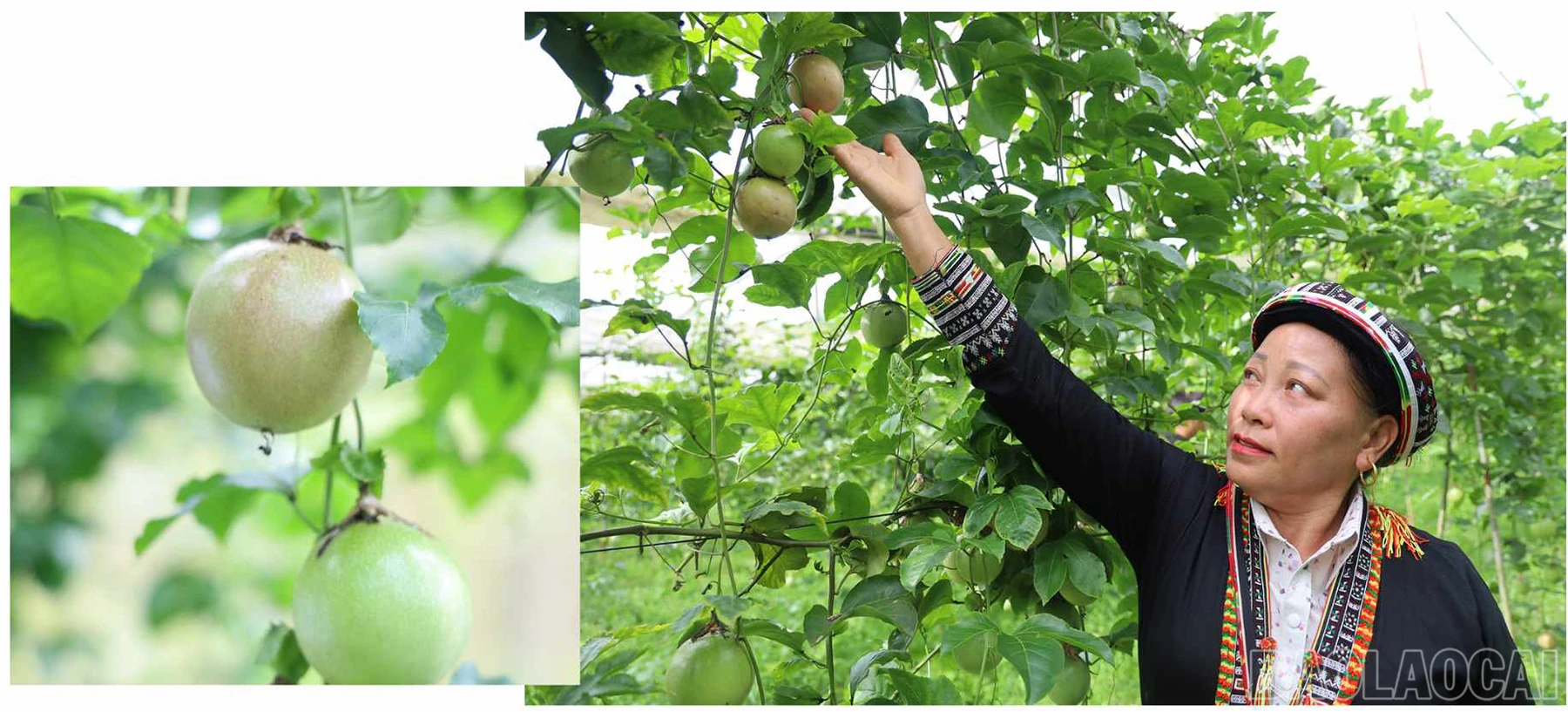 baolaocai_ccl (2).jpg