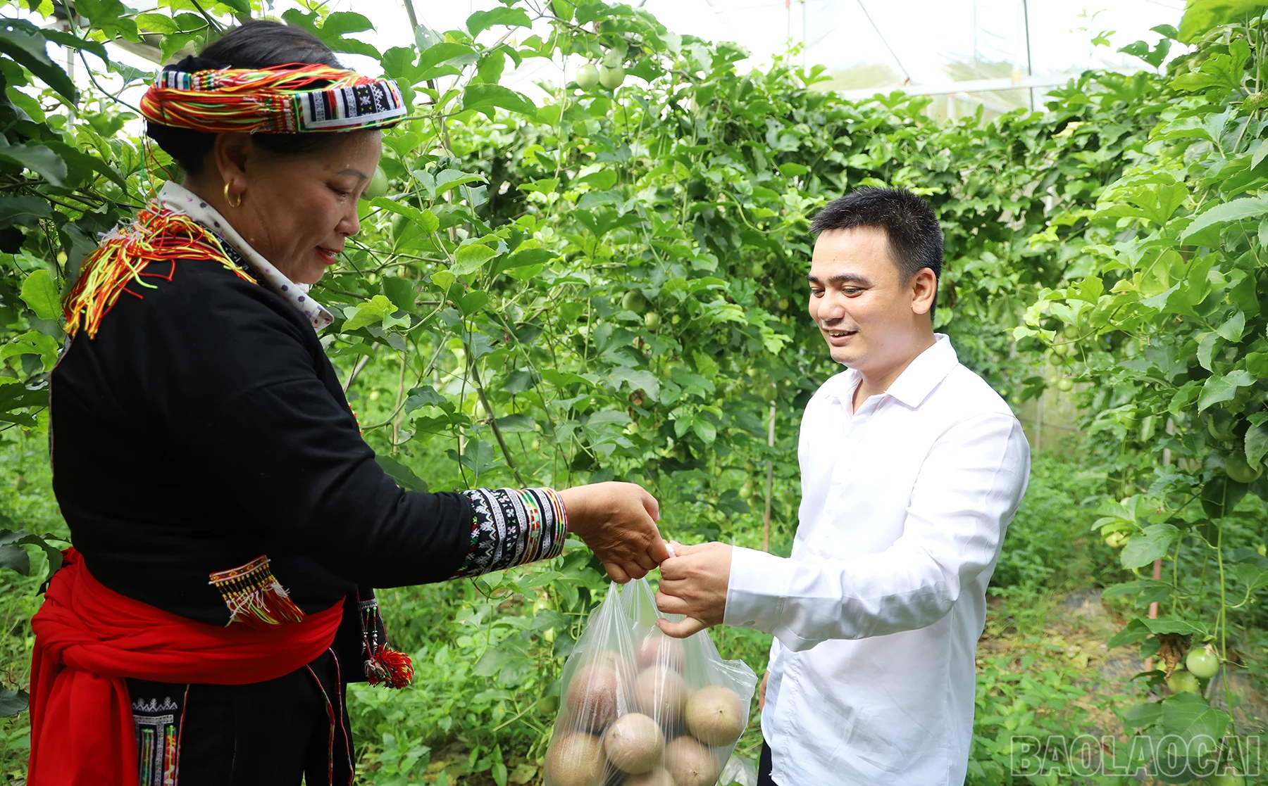 baolaocai_cl (13).JPG