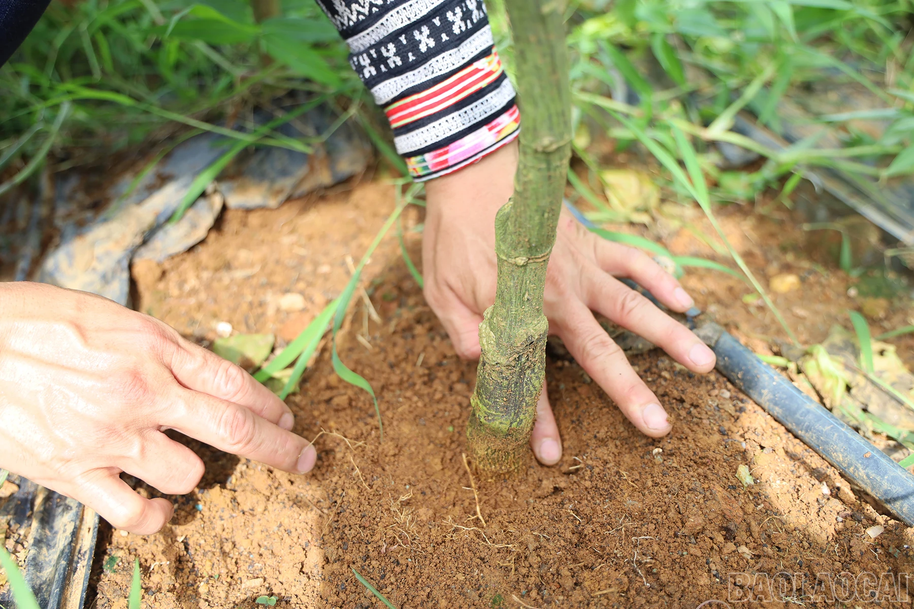 baolaocai_cl (6).JPG